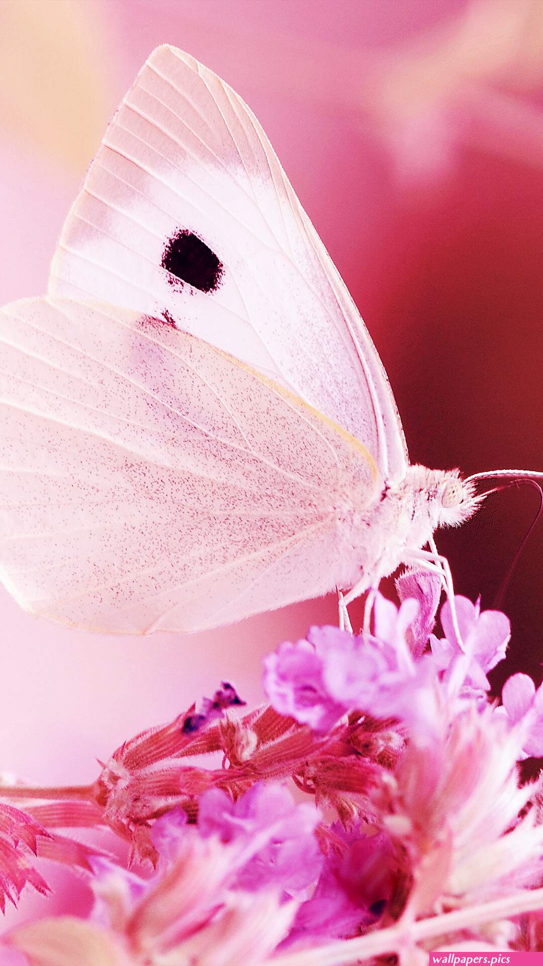 Pink Butterfly Wallpaper for Phone