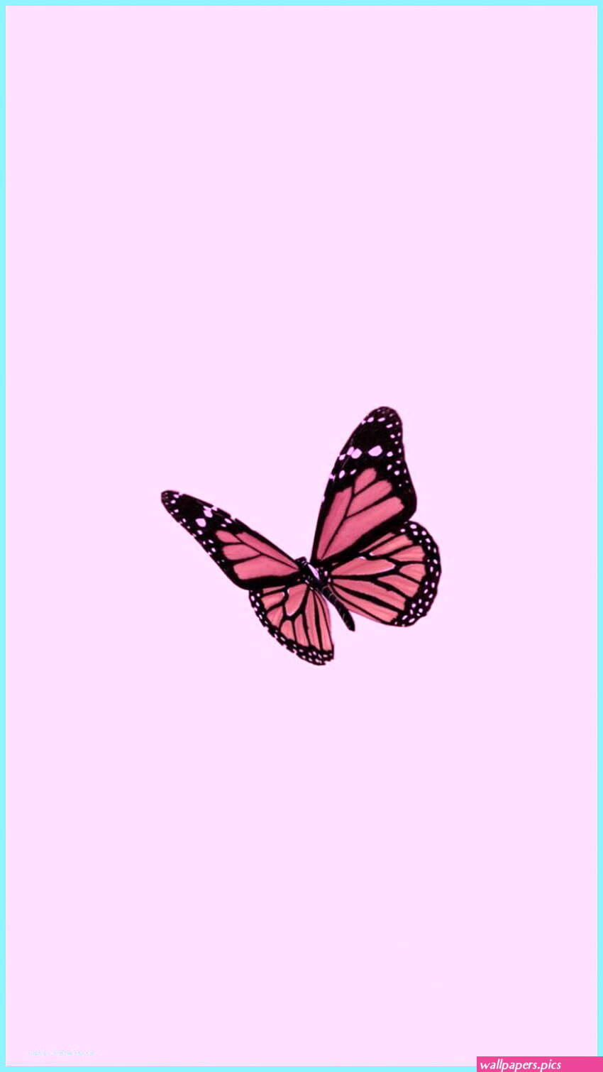 Cute pink butterfly HD wallpapers