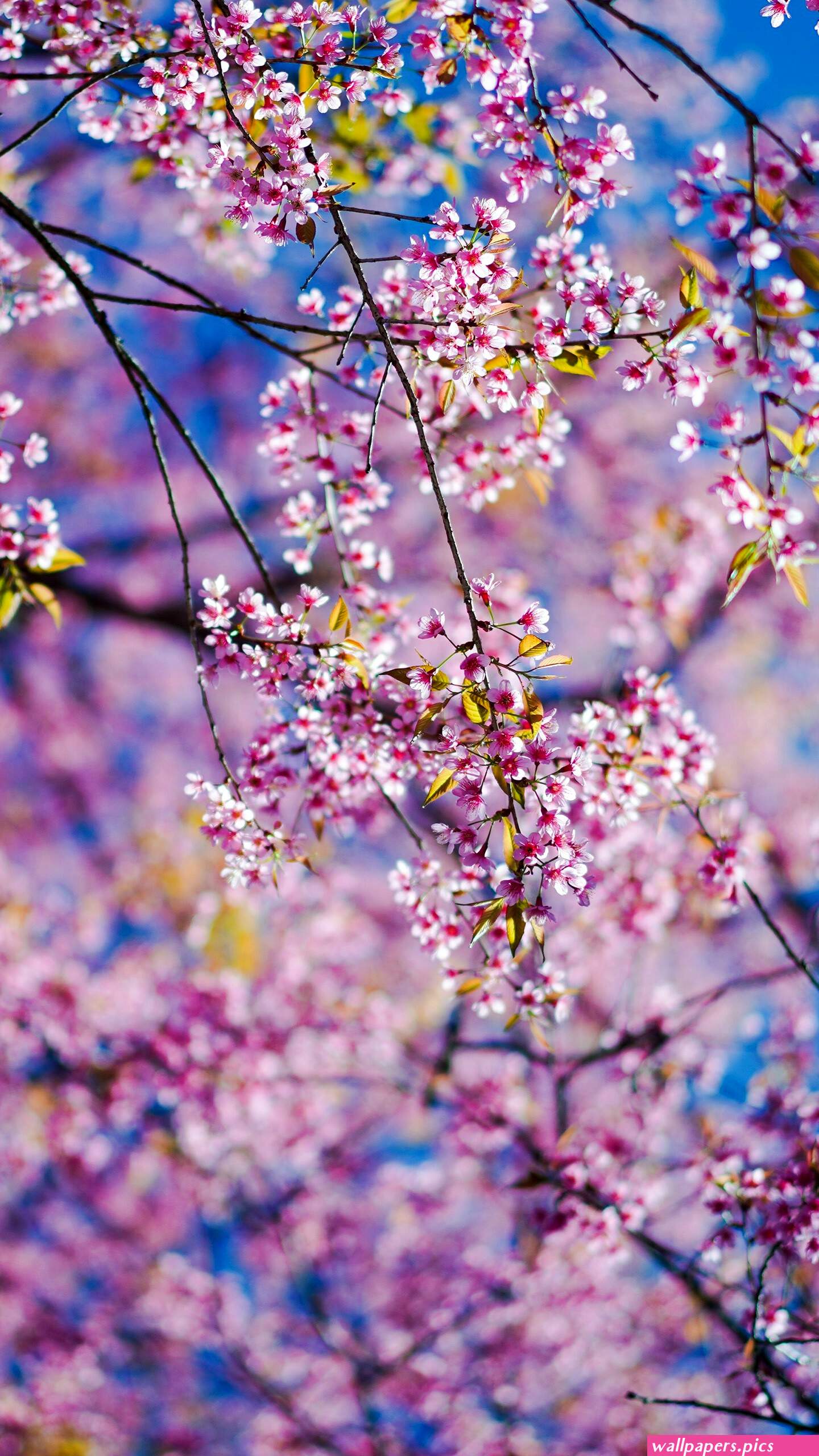 Spring Flowers 4K Wallpapers