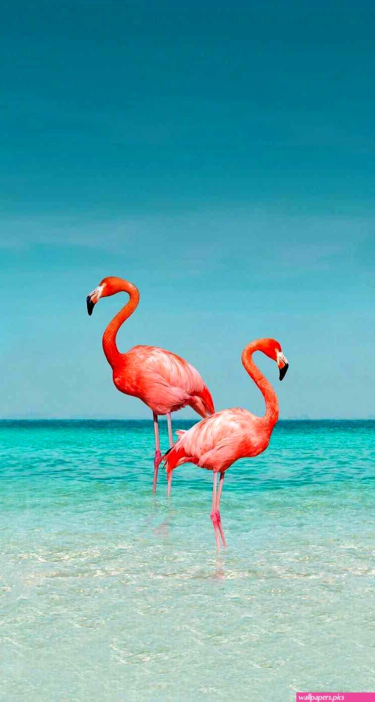 iPhone and Android Wallpapers: Flamingo Wallpaper for iPhone and Android