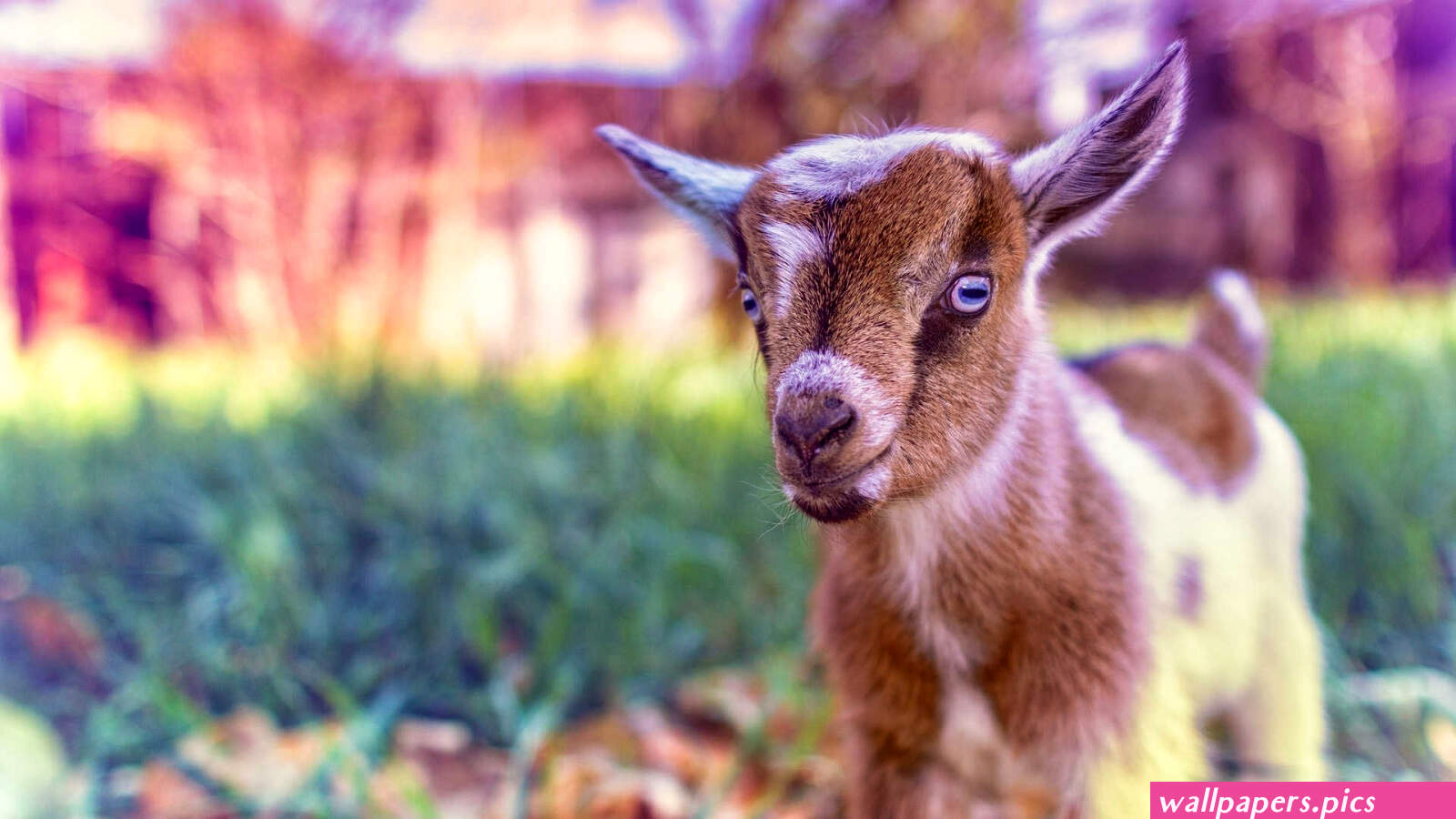 Goat Wallpapers