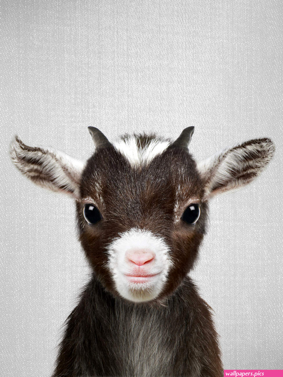 Baby Goat Wall Mural