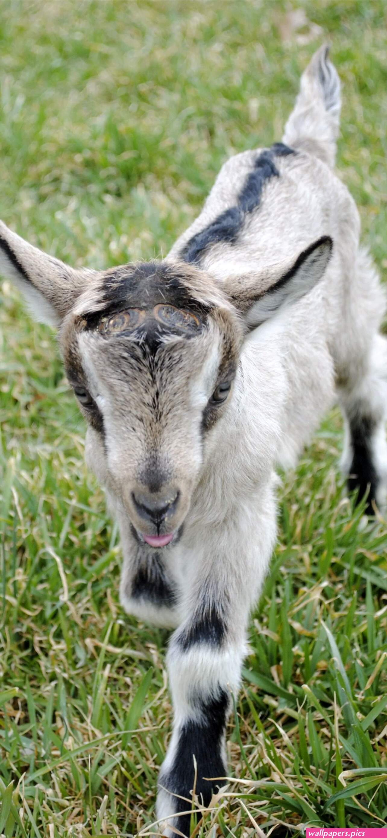 Cute goat Wallpapers Download