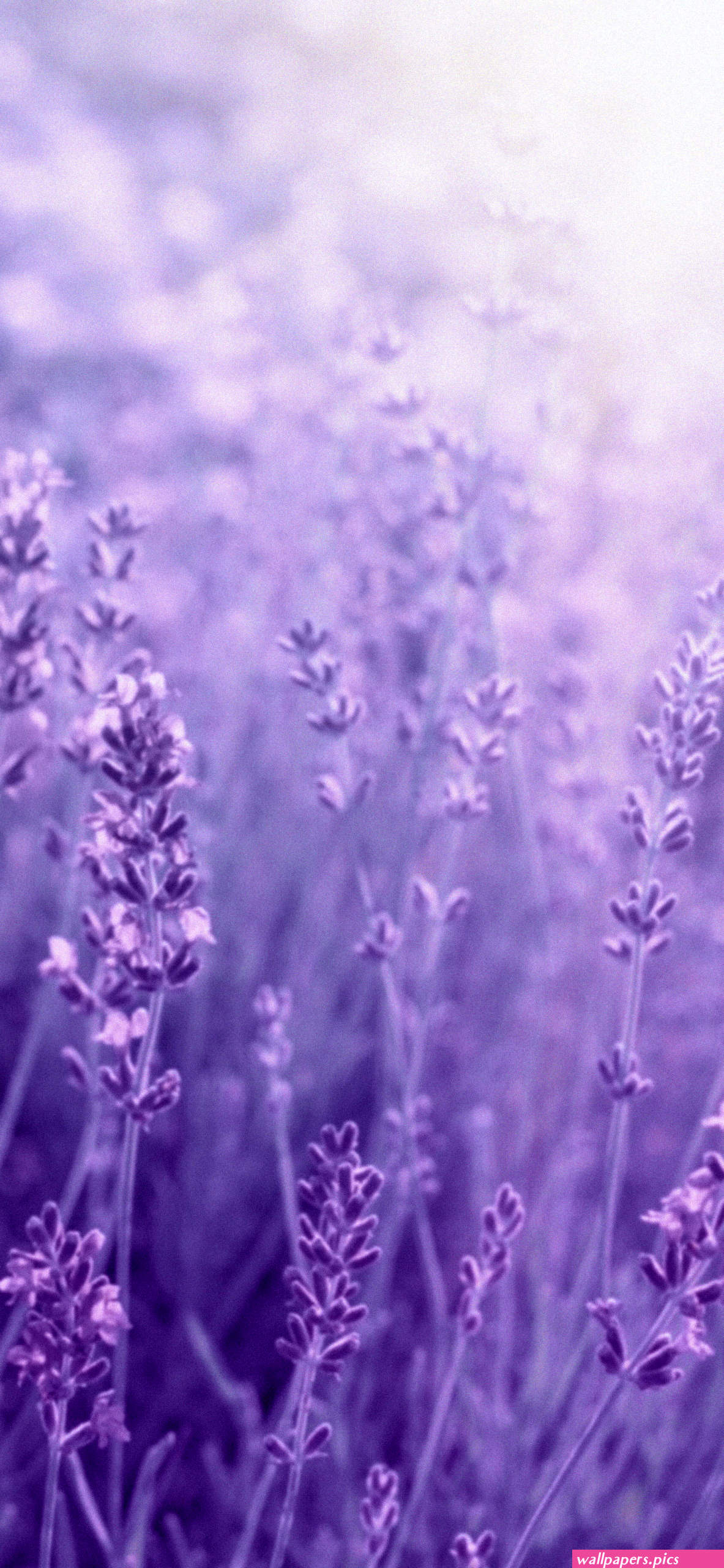 lavender aesthetic wallpaper | Wallpapers.Pics