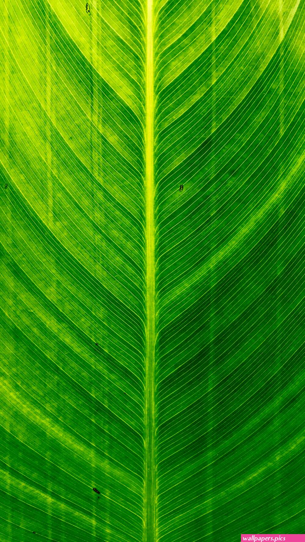 Banana Leaf Pictures HD