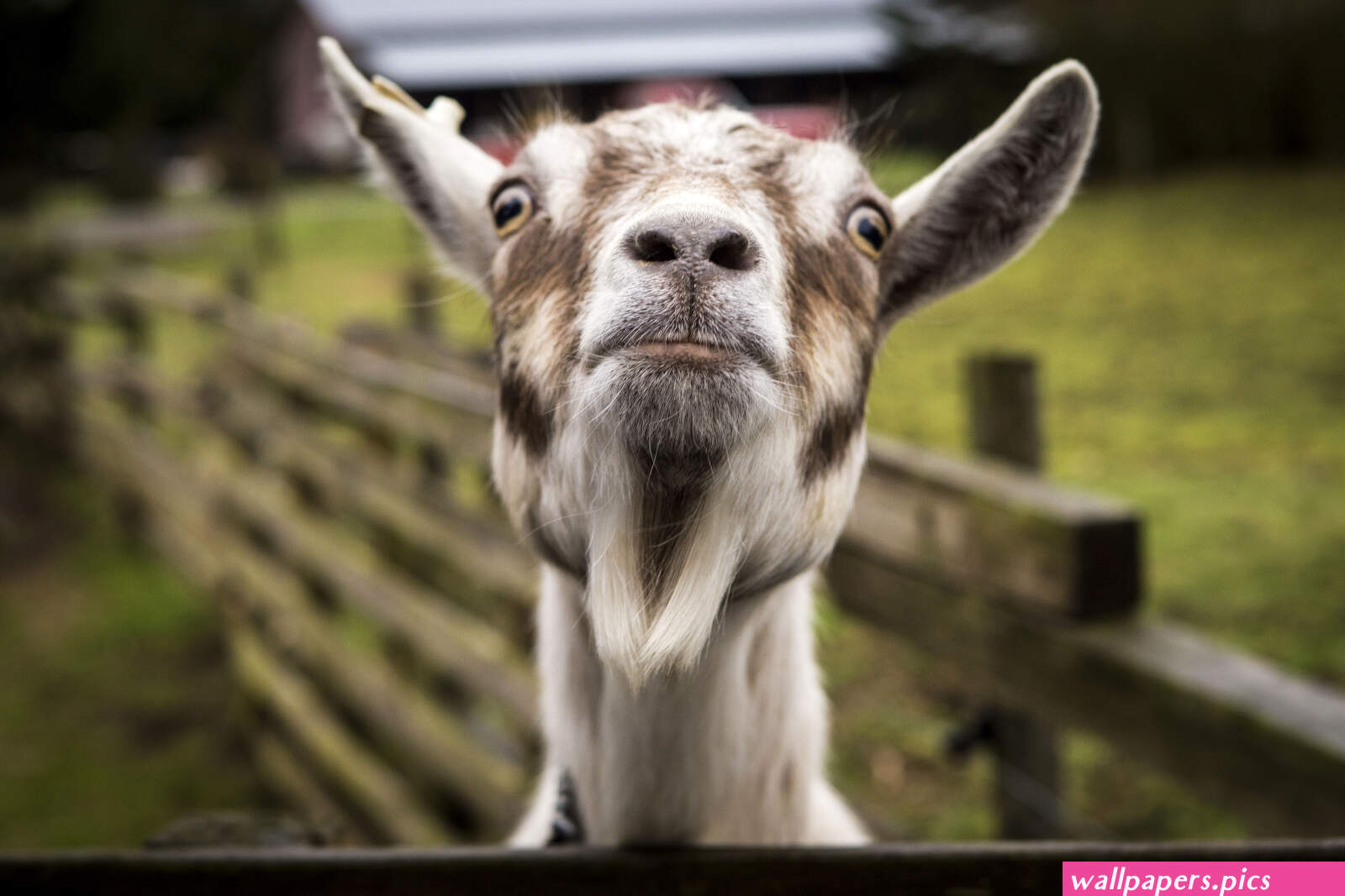 Download Goat wallpapers for mobile phone free Goat HD pictures